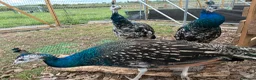 Peafowl poultry for sale: Black shoulder peacocks for sale - Advert 3