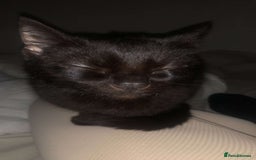 Mixed Breed cats for sale: 1 male 1 female - Advert 4