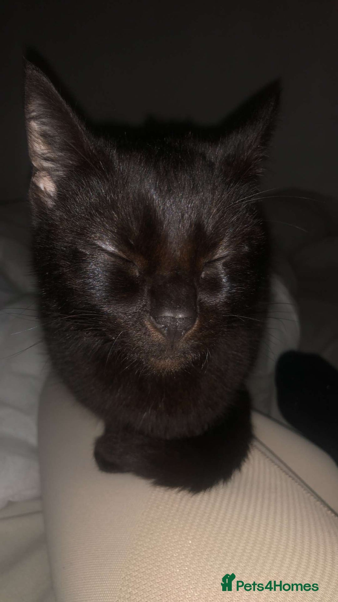 Mixed Breed cats for sale: 1 male 1 female - Advert 4