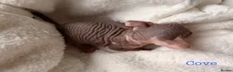 Sphynx cats for sale: ✨ tiny Canadian Sphynx elves ✨ - Advert 13
