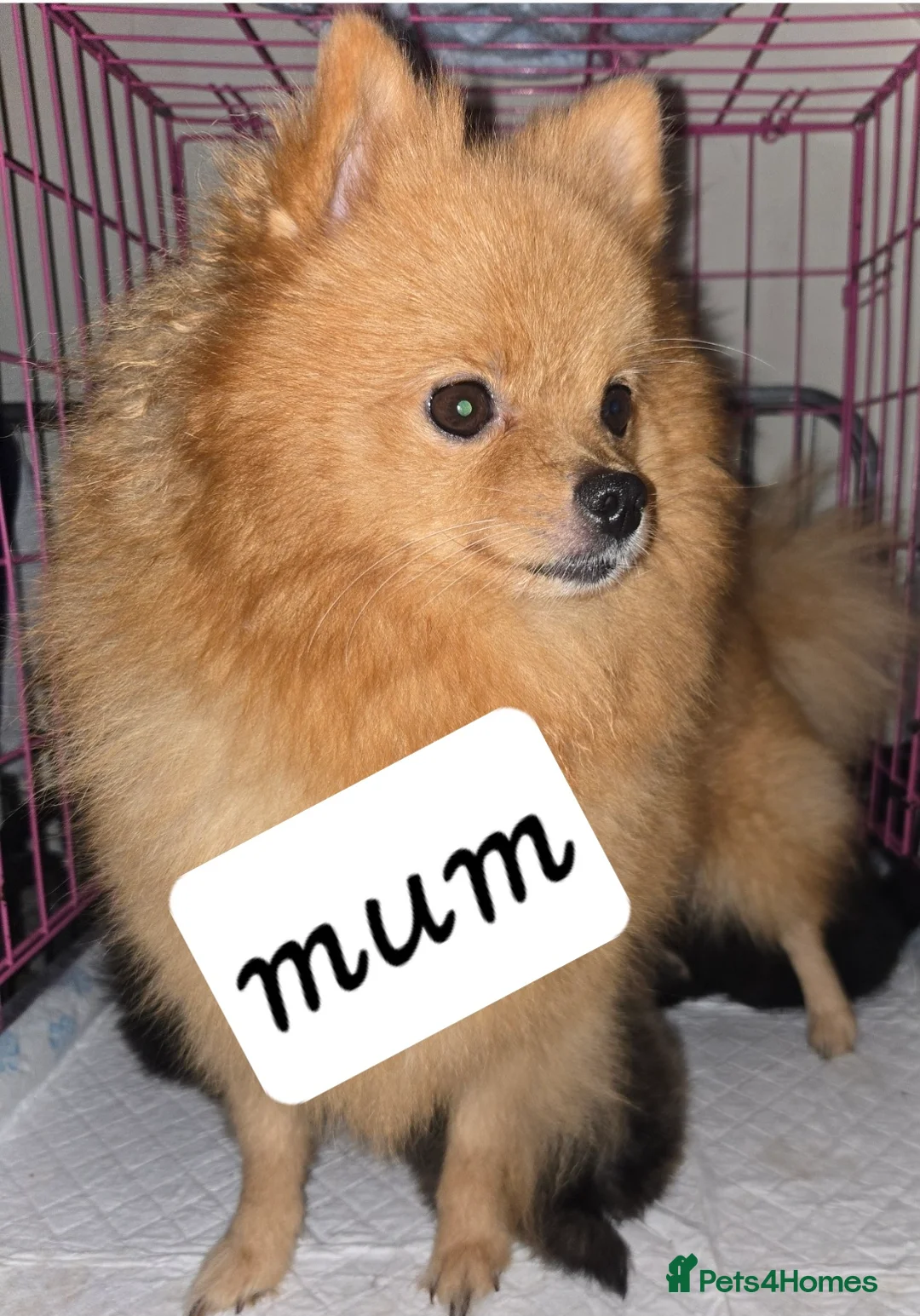 Pomeranian dogs for sale: Beautiful pomeranian puppies  - Advert 1