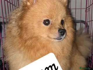 Pomeranian dogs Beautiful pomeranian puppies - Advert 4