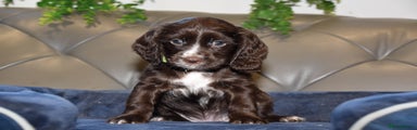 Cocker Spaniel Puppy 3