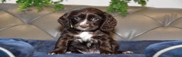 Cocker Spaniel dogs for sale: Kc Reg Health Tested Cocker Spaniel Puppies - Advert 4