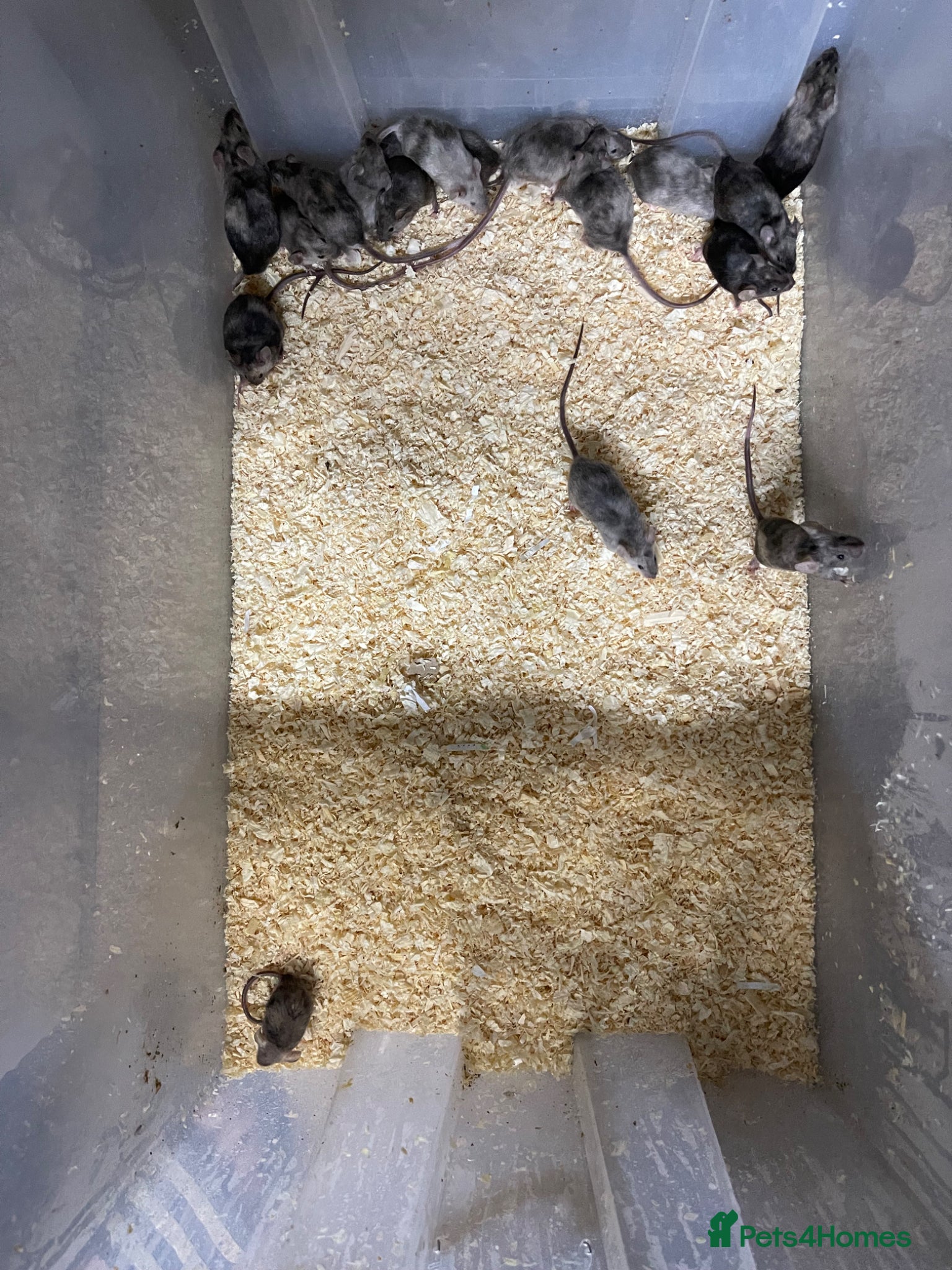 Mouse rodents for sale: Fancy mice - female and male  - Advert 2
