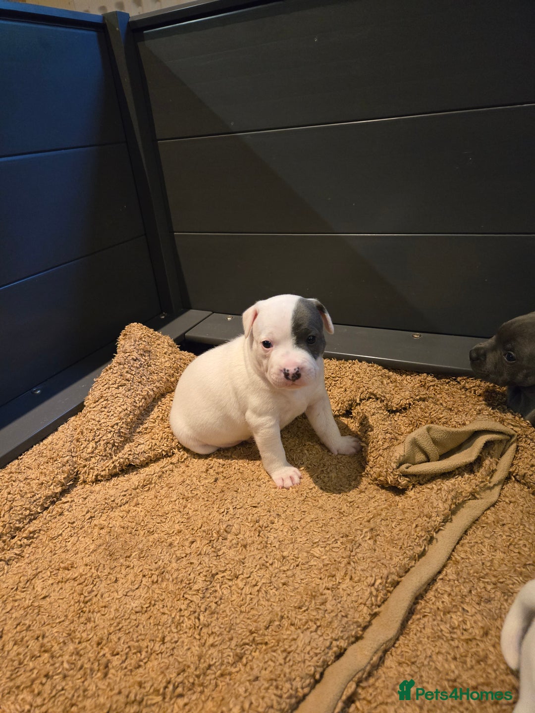 Staffordshire Bull Terrier dogs for sale: VERY RARE WHITE BLUE PIED & BLUE/WHITE SBT'S - Image 8