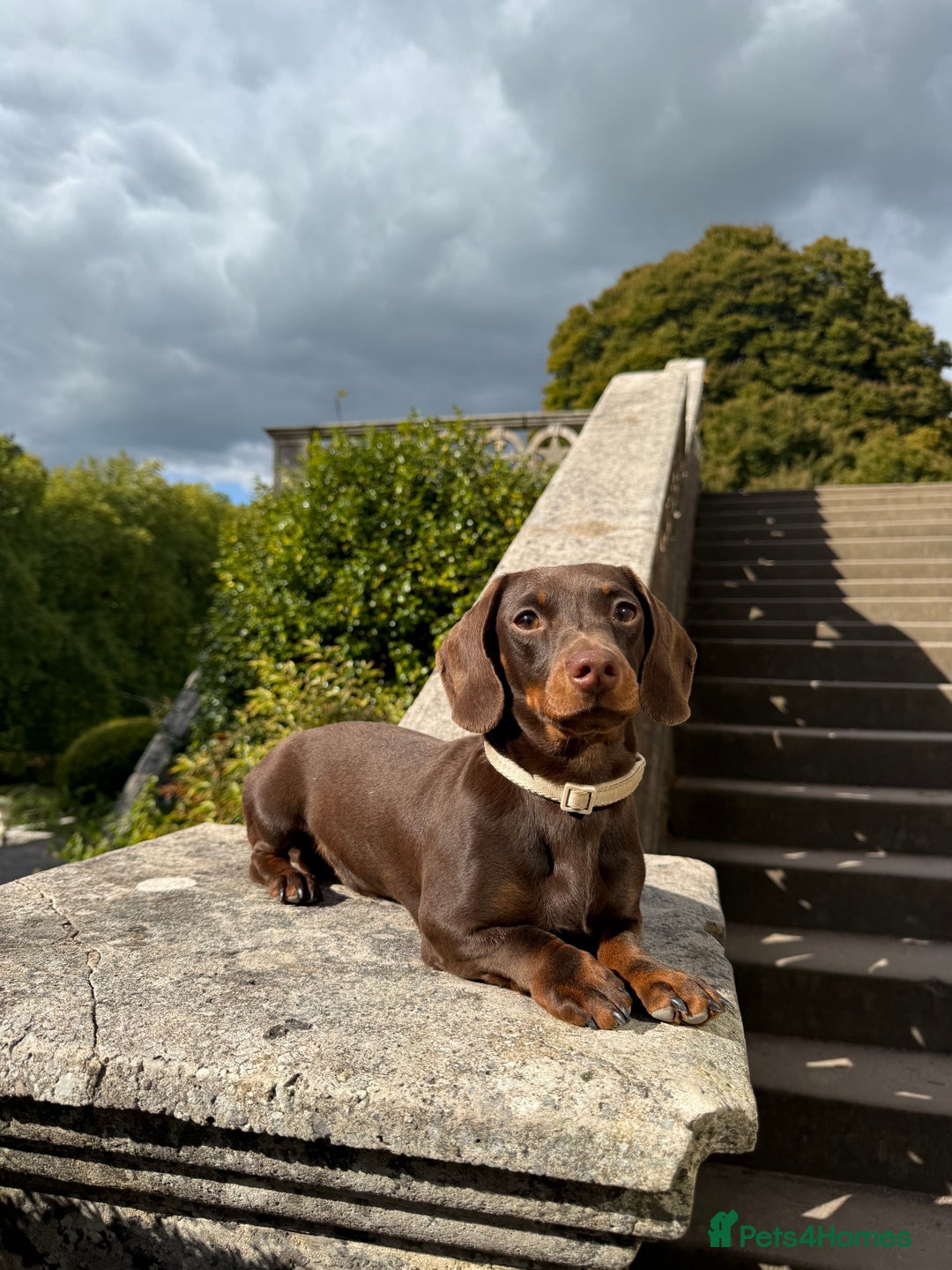 Miniature Dachshund dogs for stud: Kc Miniature Dachshund for stud  - Advert 1
