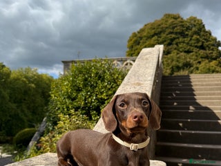 Miniature Dachshund dogs for stud: Kc Miniature Dachshund for stud - Advert 2