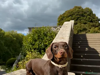 Miniature Dachshund dogs Kc Miniature Dachshund for stud - Advert 1