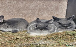 Netherland Dwarf rabbits for sale: Smoke Pearl Netherland Dwarfs all bucks  - Image 9