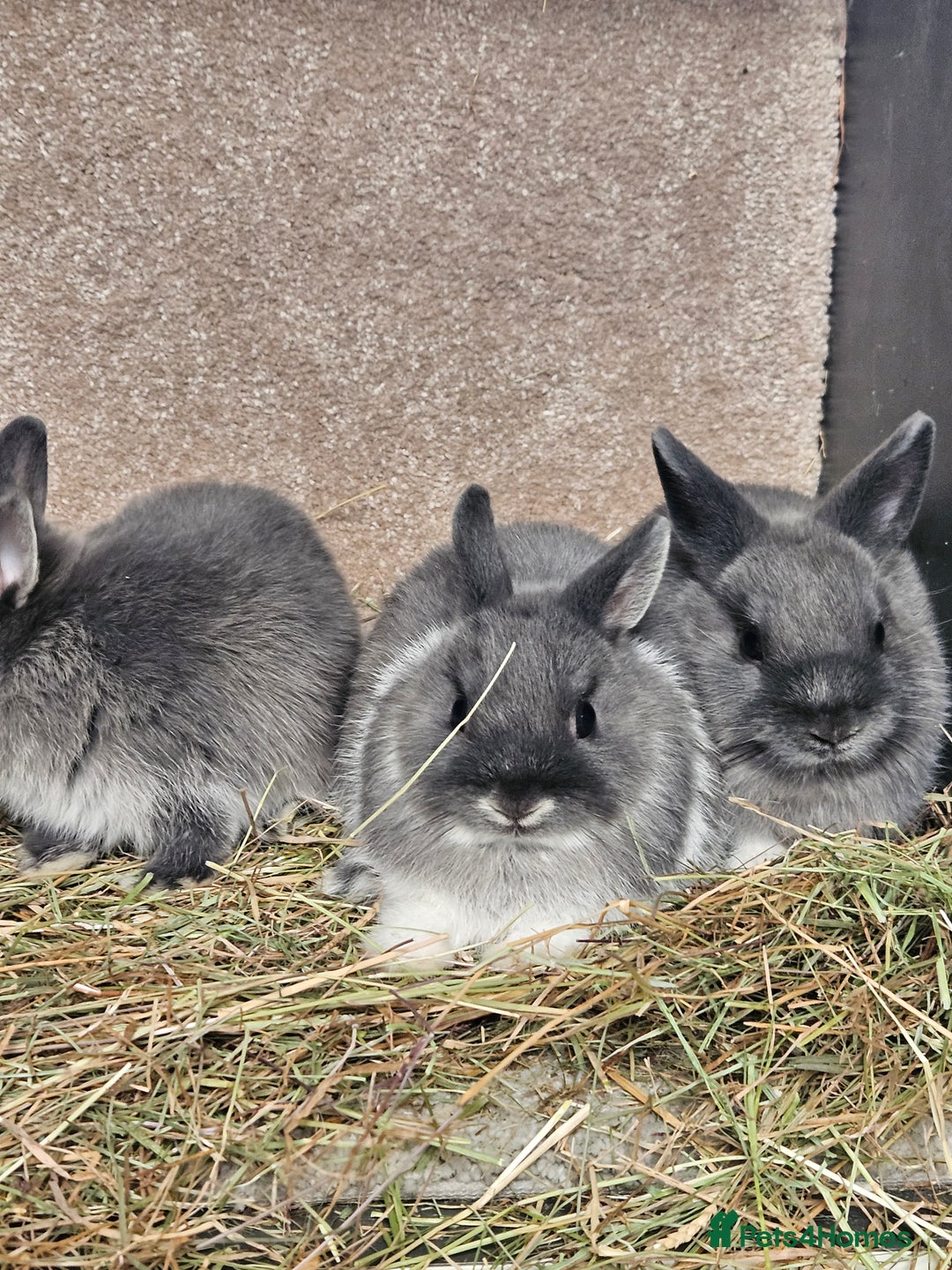 Netherland Dwarf rabbits for sale: Smoke Pearl Netherland Dwarfs all bucks  - Image 9