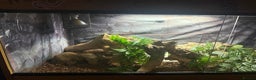 Python Snake reptiles for sale: Mojave pos het Ghost royal Python with enclosure - Advert 2