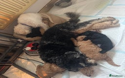 Cockapoo dogs for sale: 2 boys 2 girl Cockapoo puppy’s  - Image 14