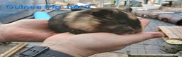 Guinea Pig rodents for sale: Cute 6 week old male guinea pigs - ginnywiggles - Advert 13