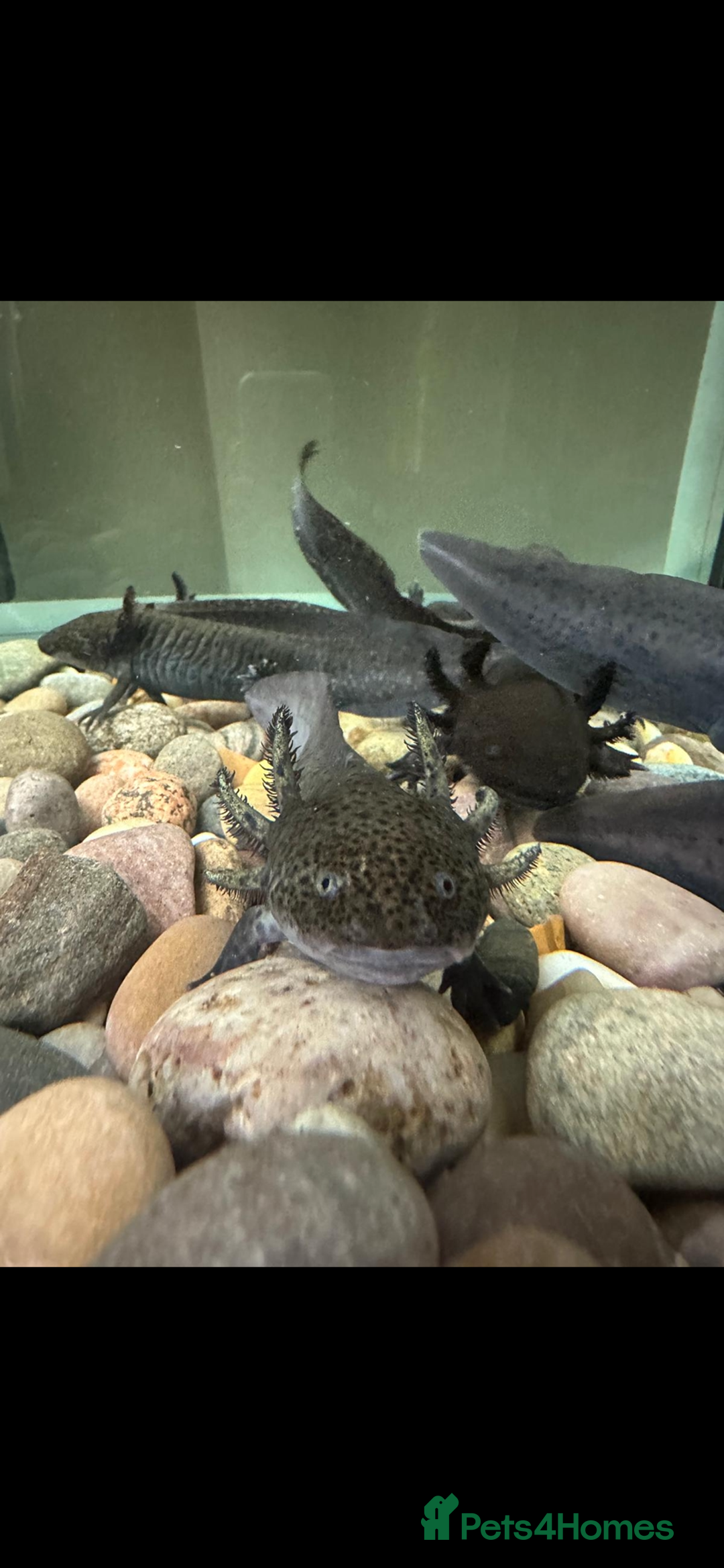 Other/Mixed Breed fish for sale: Axolotl - Advert 3