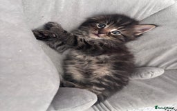 Maine Coon cats for sale: 5 gorgeous 3/4 Maine coon babys - Image 20