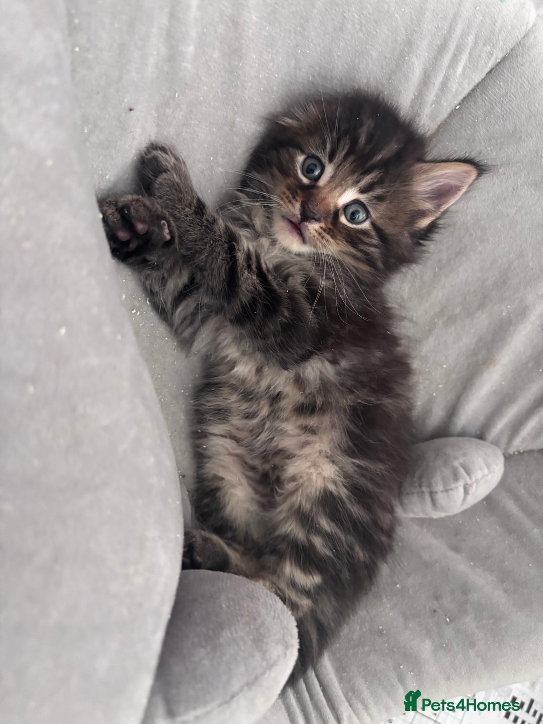 Maine Coon cats for sale: 5 gorgeous 3/4 Maine coon babys - Image 20