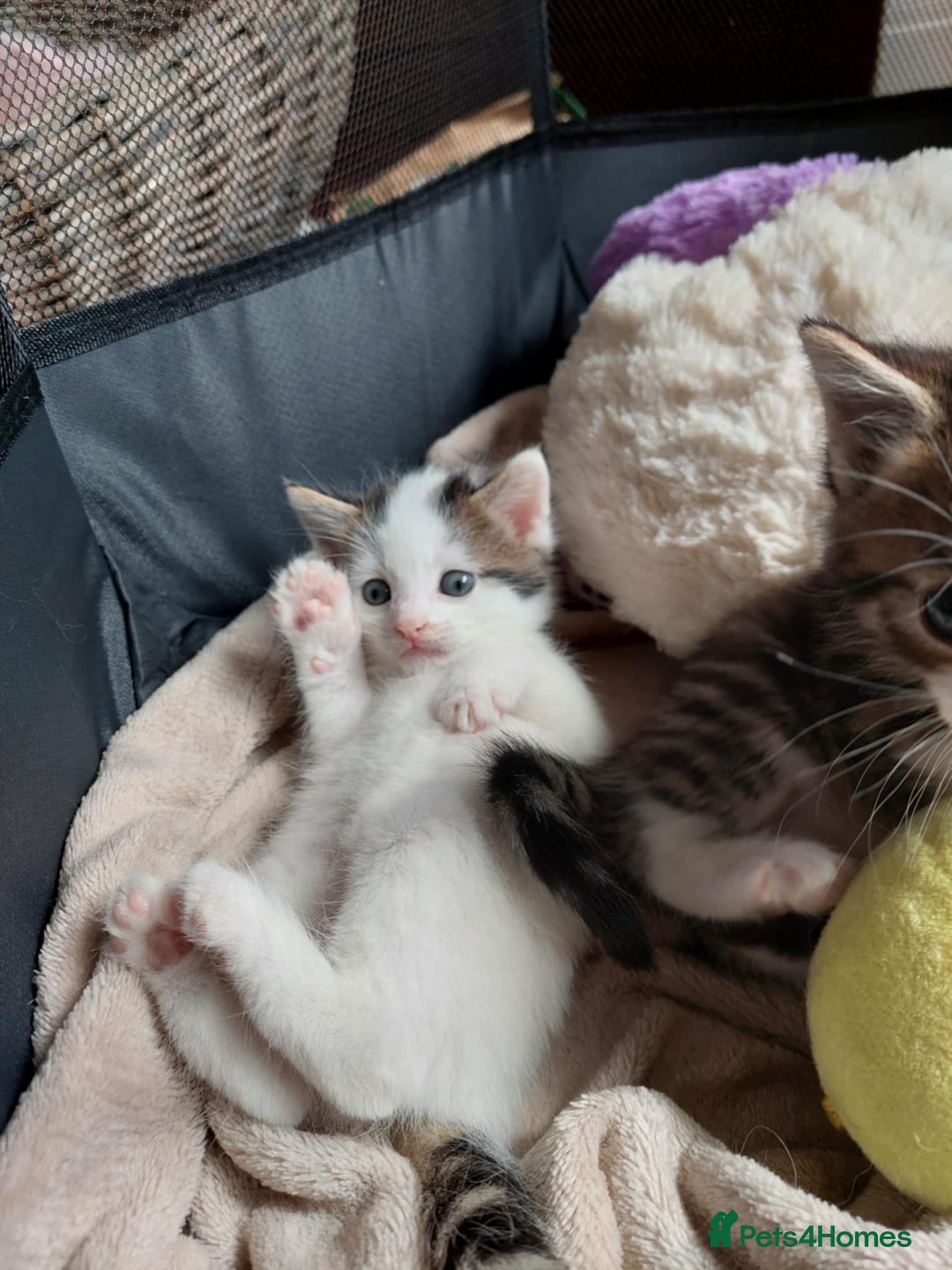 European cats for sale: Beautiful Kittens Looking for Loving Homes 🐾❤️ - Image 8