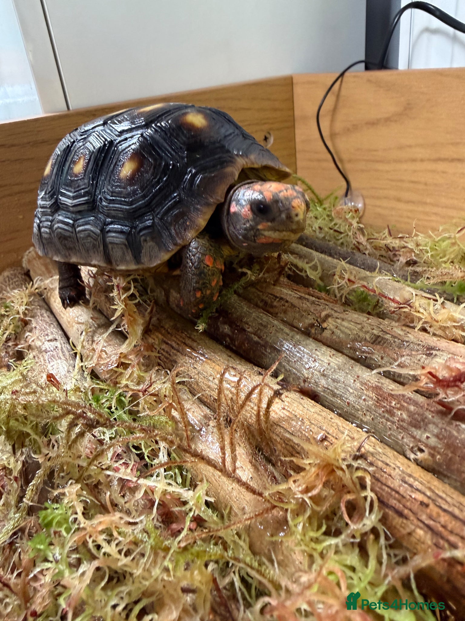 Tortoise reptiles for sale: Red foot tortoise  in Saint Leonards-on-sea - Advert 30