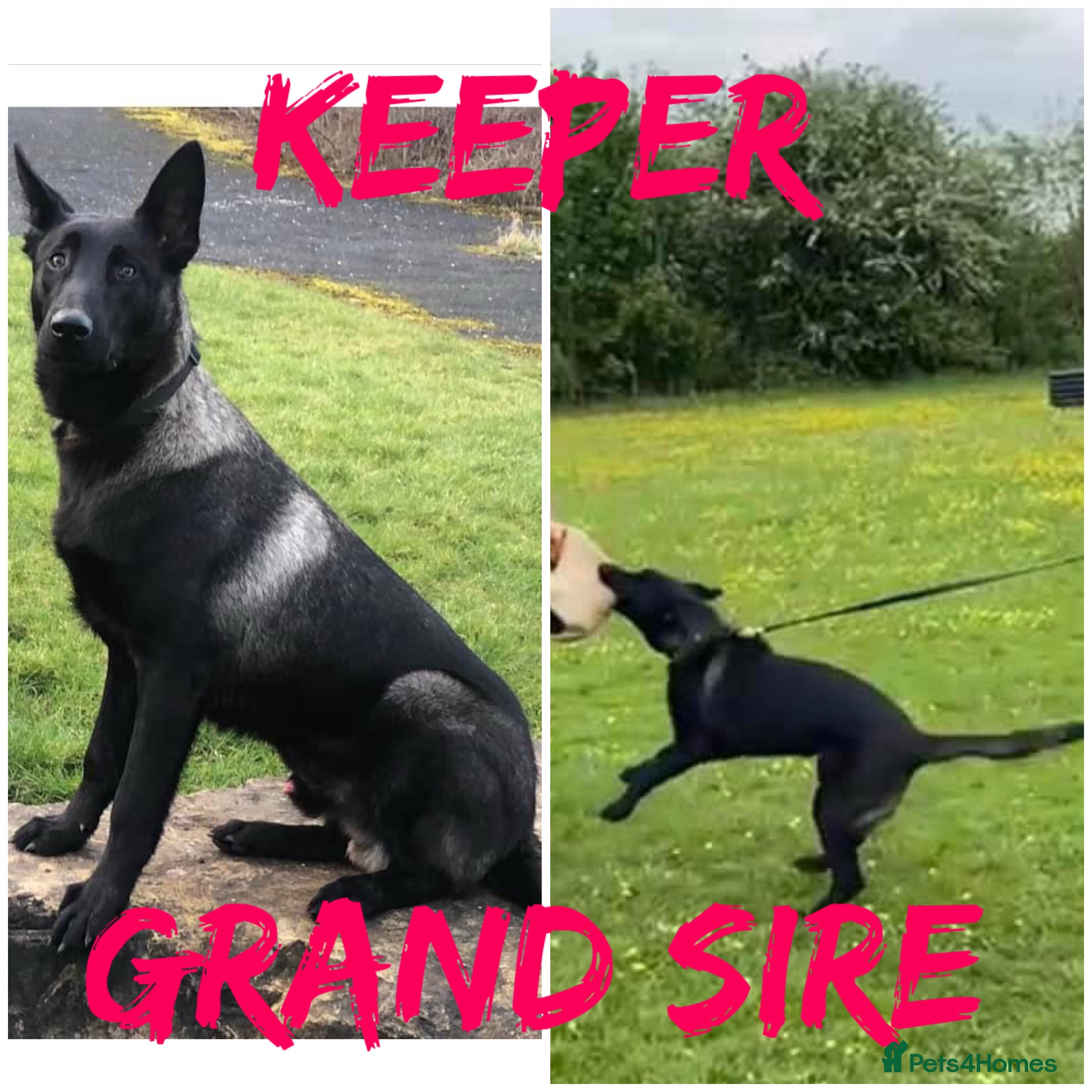 Belgian Shepherd Dog dogs for sale: Belgian Malinois puppies - Advert 4