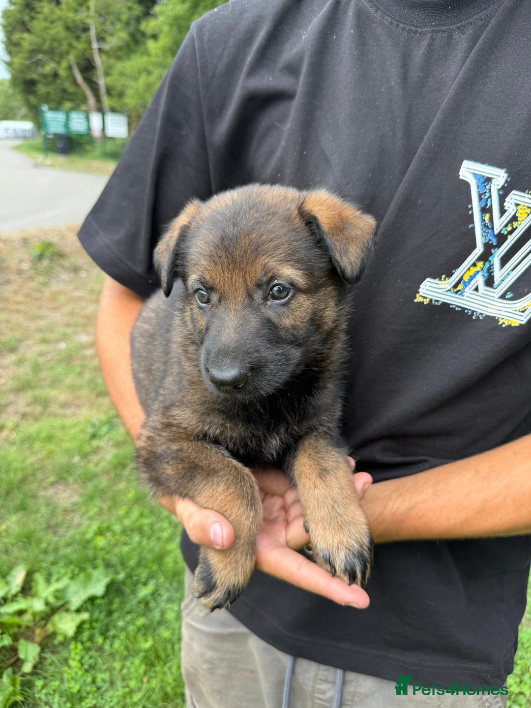 German Shepherd dogs for sale: Germany 🇩🇪 shepherd puppies dogs 🐕 big boned - Image 18