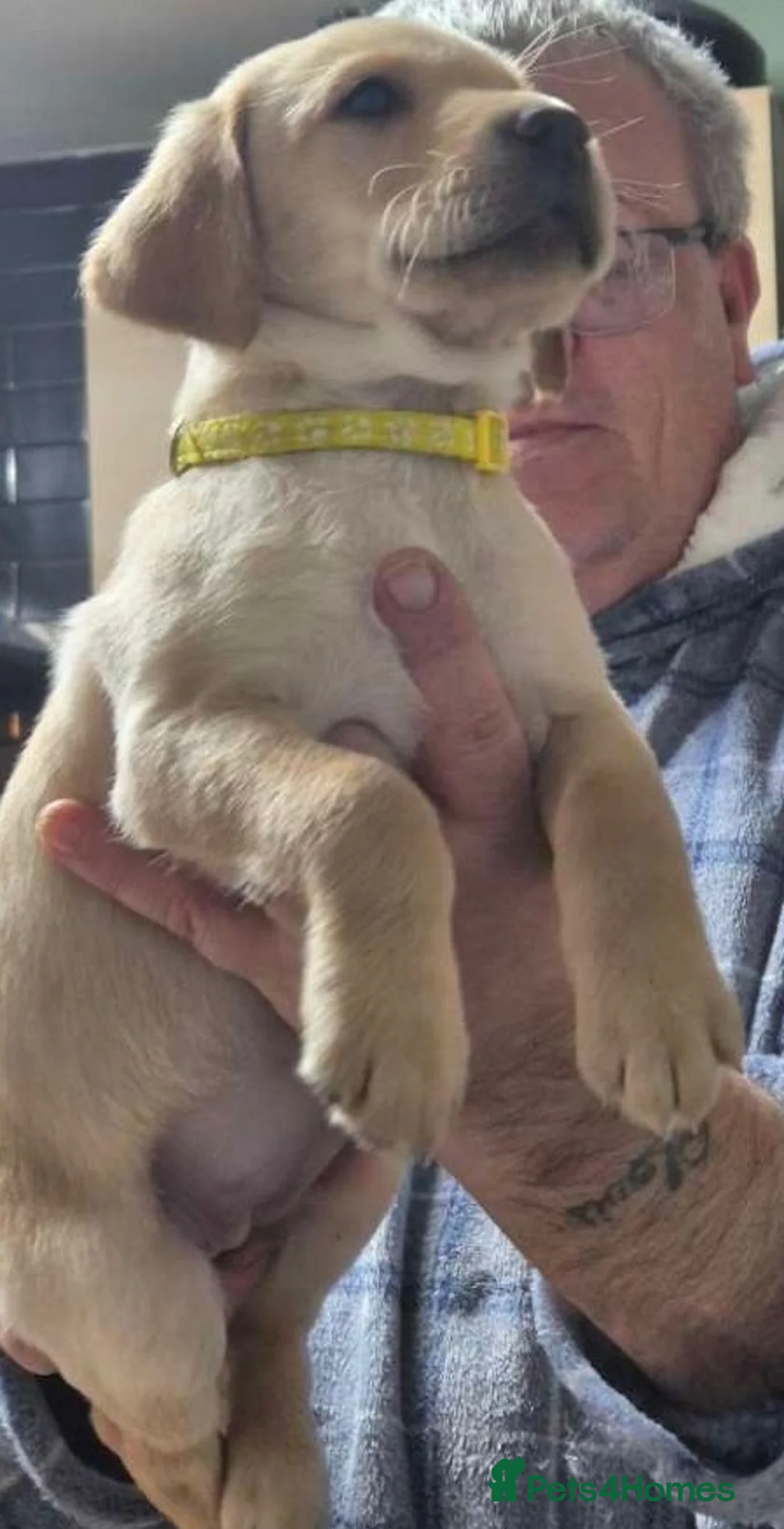 Labrador Retriever dogs for sale: KC Labrador Bitch Puppy ready to leave  - Advert 4