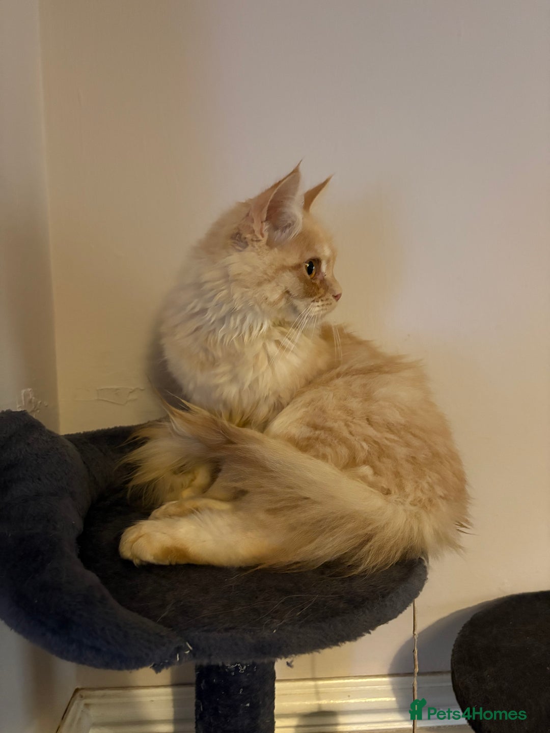 Maine Coon cats for sale: 11 Week Old Maine Coon - Advert 2