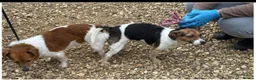 Jack Russell dogs for sale: Jack Russell puppies  - Advert 3