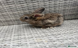 Mixed Breed rabbits for sale: Mini lop cross - Image 12