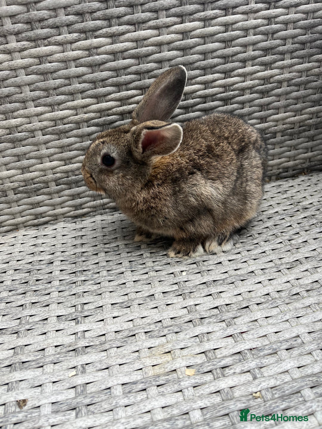Mixed Breed rabbits for sale: Mini lop cross - Image 12