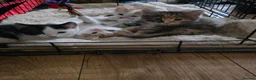 Mixed Breed cats for sale: 4 beautiful kittens in Birmingham - Advert 4