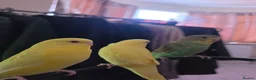 Budgerigars birds for sale: Rehome Budgies  - Advert 2