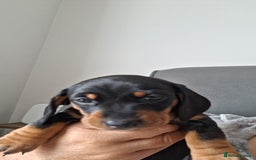 Dachshund dogs for sale: Smooth haired dachshund puppys  - Image 7