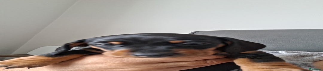 Dachshund Puppy 3