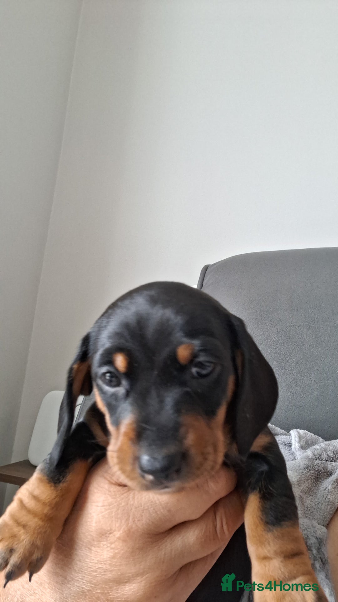 Dachshund dogs for sale: Smooth haired dachshund puppys  - Image 7
