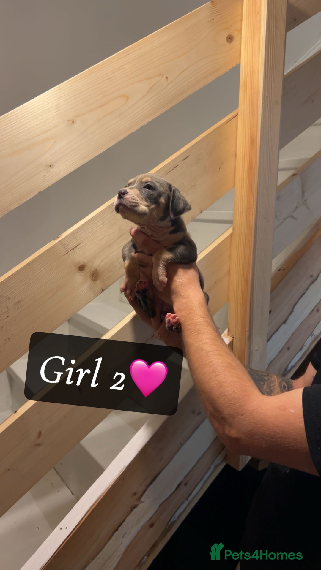 Mixed Breed dogs for sale: Cane Corso x Pocket Bully - Image 17