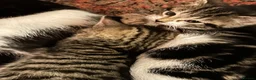 Mixed Breed cats for sale: 4 beautiful kittens for sale - Advert 5
