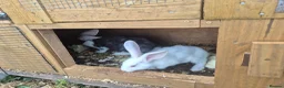Mixed Breed rabbits for sale: Continetal  giant - Advert 5
