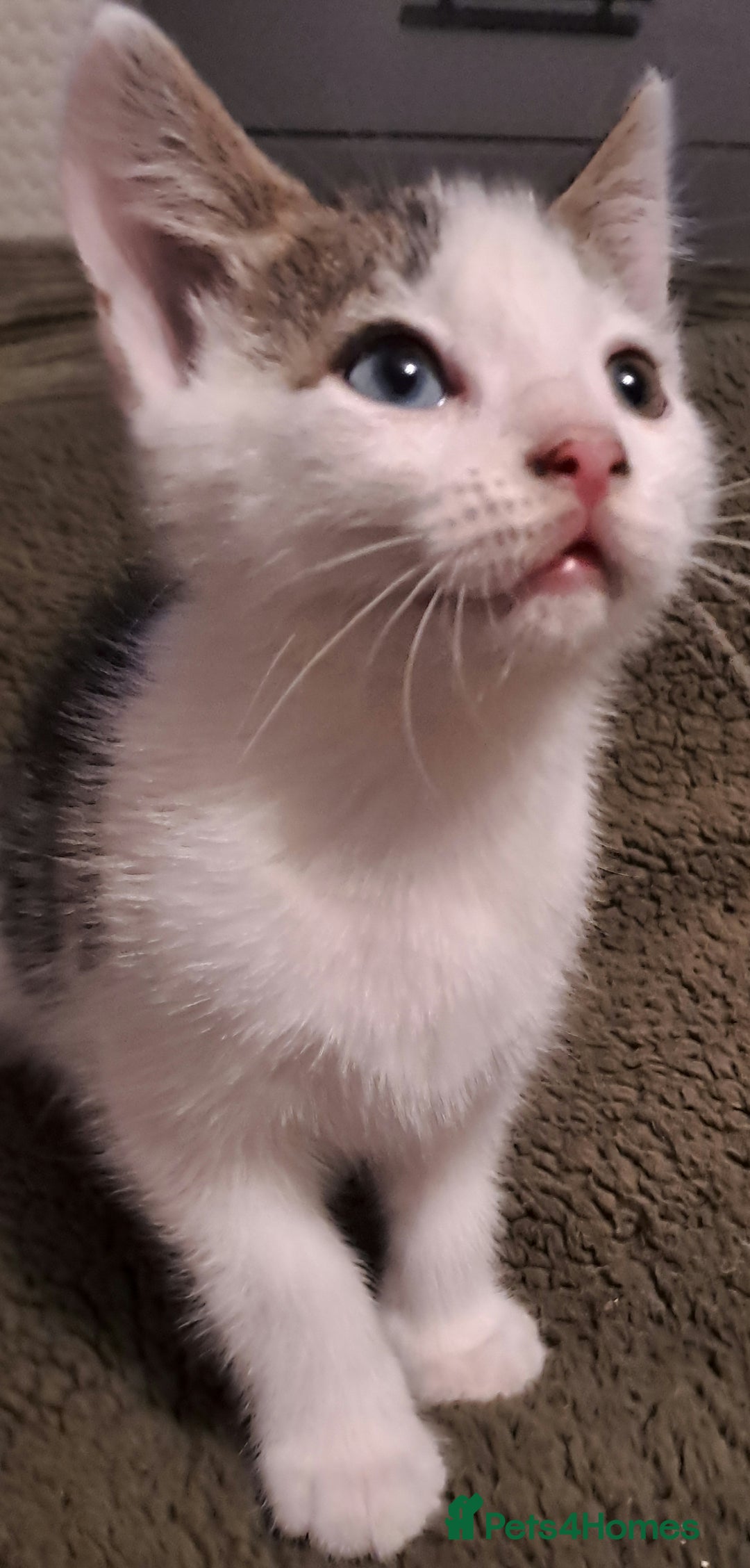 Mixed Breed cats for sale: Beautiful bundles of fun  - Advert 1