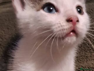 Mixed Breed cats Beautiful bundles of fun - Advert 1