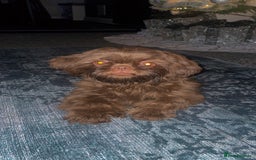 Shih Tzu dogs for sale: Bella  - Advert 1