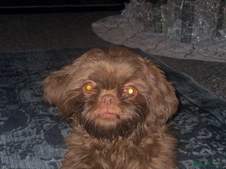 Shih Tzu dogs Bella - Advert 4