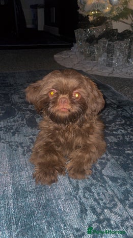 Shih Tzu dogs Bella - Advert 1