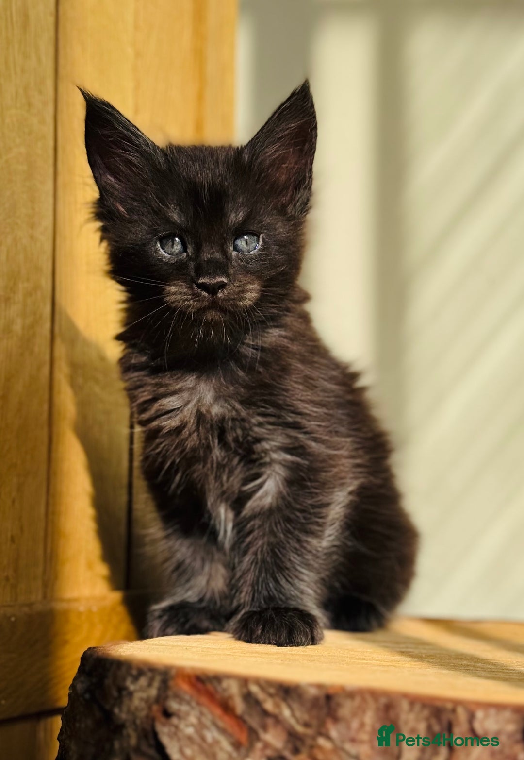 Maine Coon cats for sale: Beautiful pure bred Maine Coon kittens - Image 19