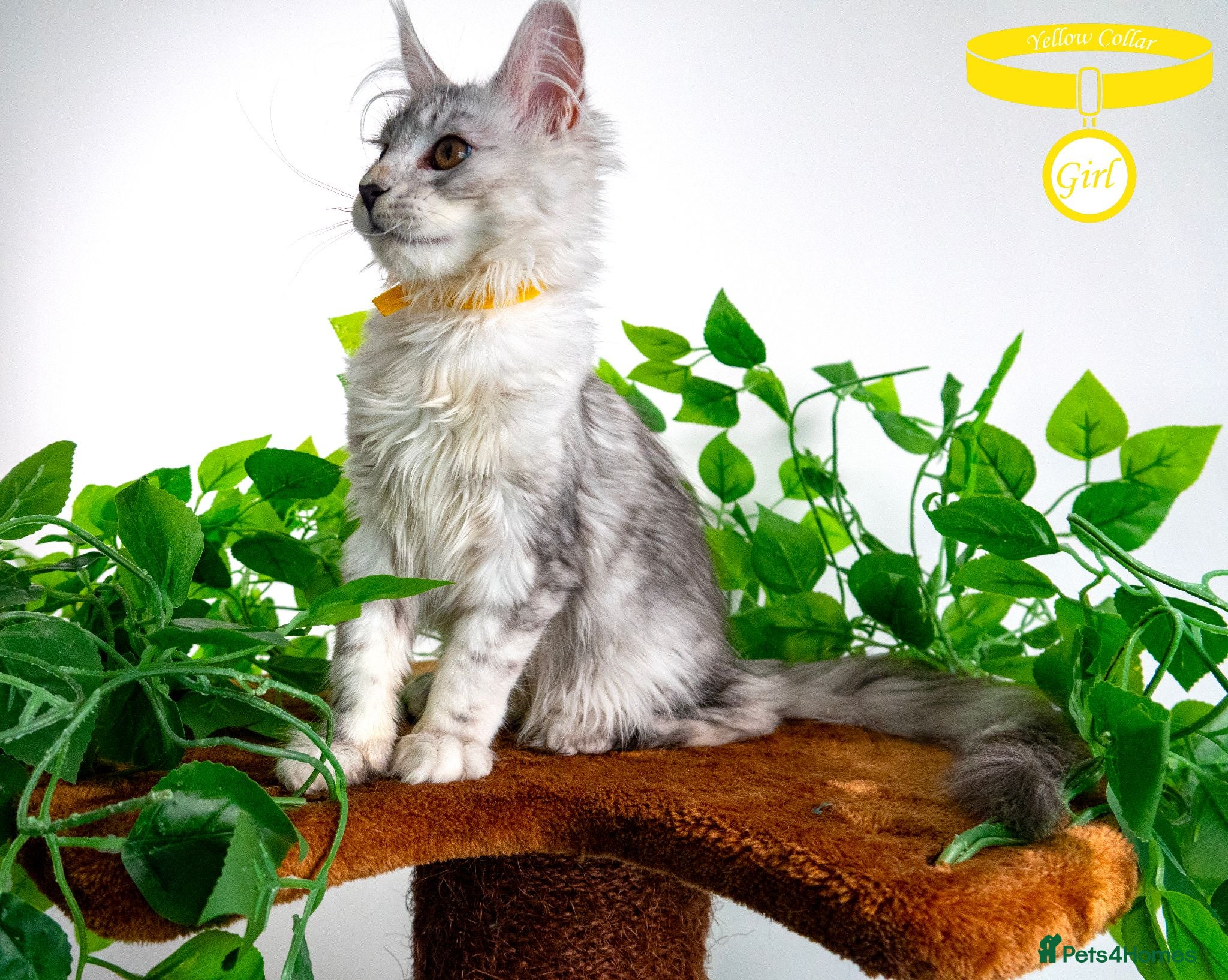 Maine Coon cats Stunning Maine Coon Kittens Ready - Advert 2