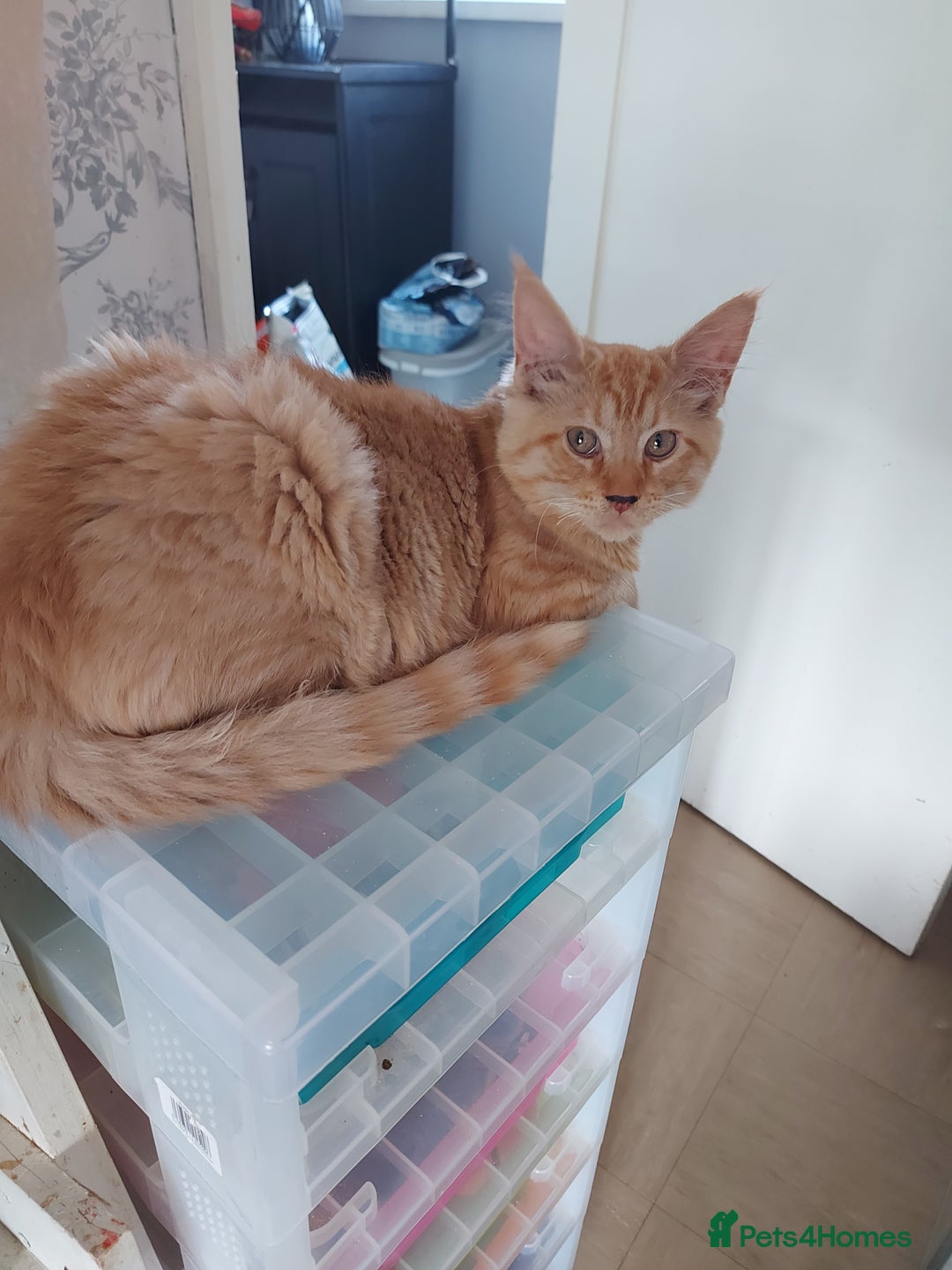 Maine Coon cats for sale: Maine coon x sphynx kittens - Image 23