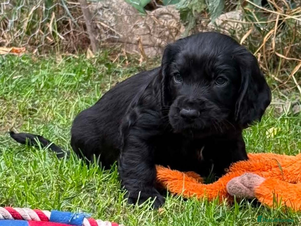 Cocker Spaniel dogs Beautiful Cocker spaniel puppies  - Advert 2