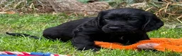 Cocker Spaniel dogs for sale: Beautiful Cocker spaniel puppies  - Advert 1
