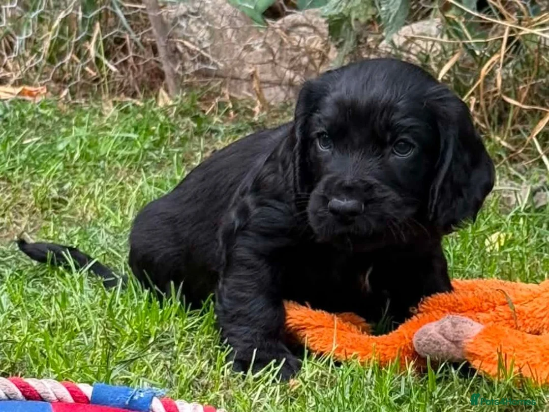 Cocker Spaniel dogs for sale: Beautiful Cocker spaniel puppies  - Advert 1