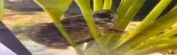 Gouramis fish for sale: Leopard bush fish for new home in Doncaster - Advert 4